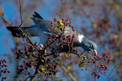 Colombaccio (Columba palumbus) - Common Wood-Pigeon
