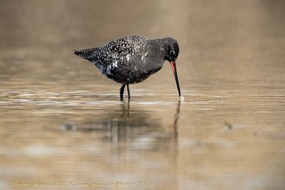 Totano moro (Tringa erythropus) -  Spotted redshank