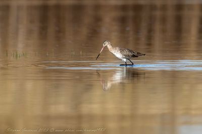 Pittima reale (Limosa limosa) - Black-tailed Godwi