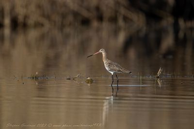 Pittima reale (Limosa limosa) - Black-tailed Godwi