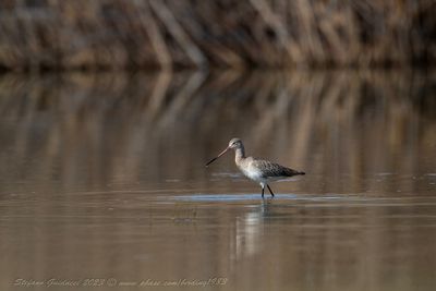 Pittima reale (Limosa limosa) - Black-tailed Godwit
