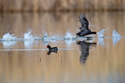 Folaga e Gallinella d'acqua