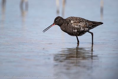 Totano moro (Tringa erythropus) -  Spotted redshank