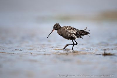 Totano moro (Tringa erythropus) -  Spotted redshankv