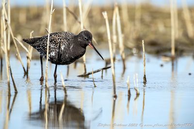 Totano moro (Tringa erythropus) -  Spotted redshank