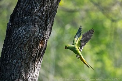 Parrocchetto dal collare (Psittacula krameri) - Rose-ringed Parakeet