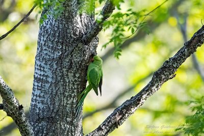 Parrocchetto dal collare (Psittacula krameri) - Rose-ringed Parakeet