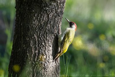 Picchio verde ♀ (Picusviridis) - Eurasian Green Woodpecker