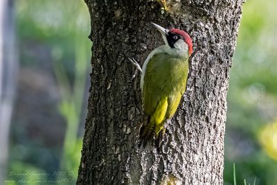 Picchio verde ♀ (Picusviridis) - Eurasian Green Woodpecker