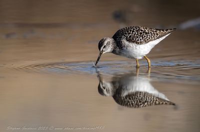 Piro piro boschereccio (Tringa glareola) - Wood sandpiper