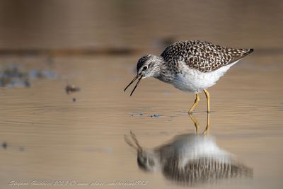 Piro piro boschereccio (Tringa glareola) - Wood sandpiper