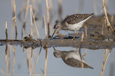 Piro piro boschereccio (Tringa glareola) - Wood sandpiper