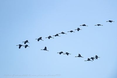 Gru (Grus grus) - Common Crane