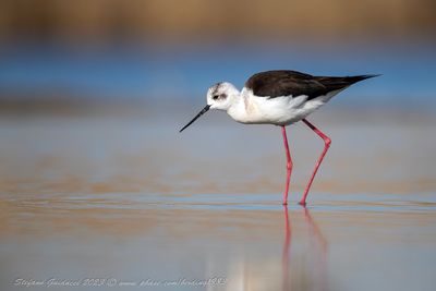 Cavaliere d'Italia (Himantopus himantopus) - Black-winged Stilt