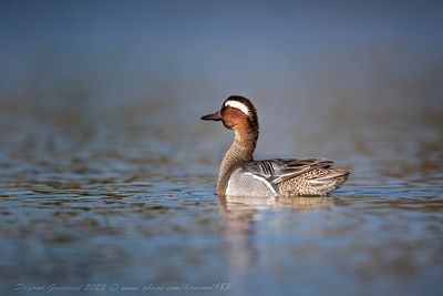 Marzaiola (Spatula querquedula) - Garganey