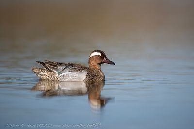 Marzaiola (Spatula querquedula) - Garganey