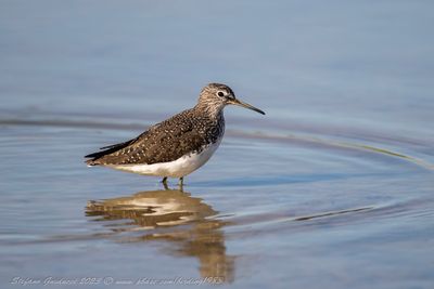 Piro piro culbianco (Tringa ochropus) - Green Sandpiper