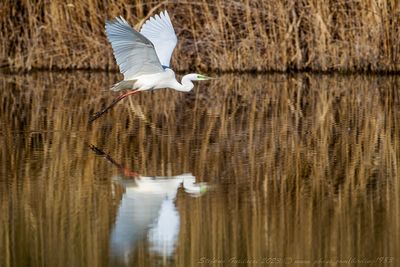 Airone Bianco Maggiore (Ardea alba) - Great Egret