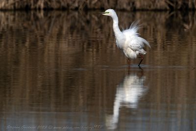 Airone Bianco Maggiore (Ardea alba) - Great Egret