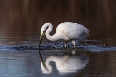 Airone Bianco Maggiore (Ardea alba) - Great Egret