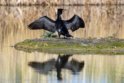 Cormorano (Phalacrocorax carbo) -  Great Cormorant