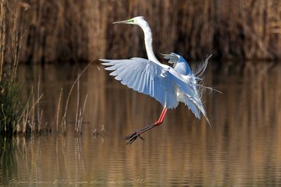 Airone Bianco Maggiore (Ardea alba) - Great Egret