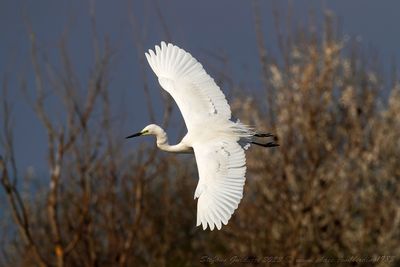 Airone Bianco Maggiore (Ardea alba) - Great Egret