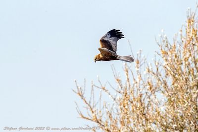 Falco di palude ♂ (Circus aeruginosus) -  Marsh Harrier