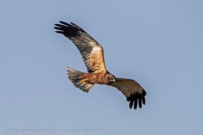 Falco di palude ♂ (Circus aeruginosus) -  Marsh Harrier
