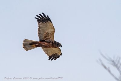 Falco di palude ♂ (Circus aeruginosus) -  Marsh Harrier