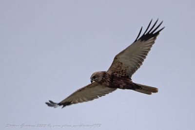Falco di palude ♂ (Circus aeruginosus) -  Marsh Harrier