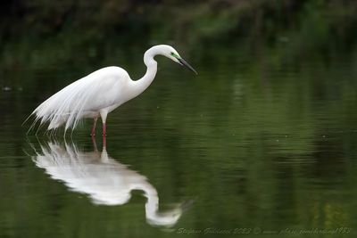 Airone Bianco Maggiore (Ardea alba) - Great Egret