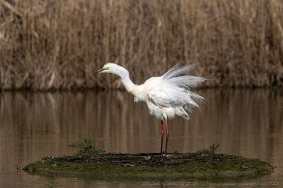 Airone Bianco Maggiore (Ardea alba) - Great Egret