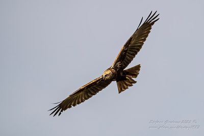 Falco di palude ♂ (Circus aeruginosus) -  Marsh Harrier