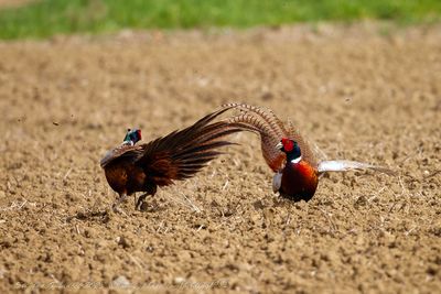 Fagiano maschio (Phasianus colchicus) - Common Pheasant