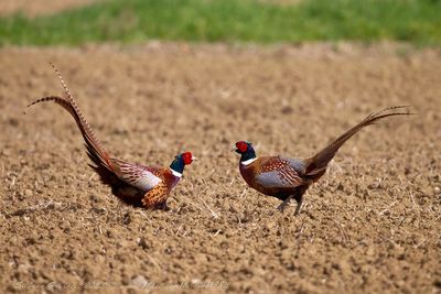 Fagiano maschio (Phasianus colchicus) - Common Pheasant