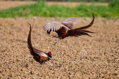 Fagiano maschio (Phasianus colchicus) - Common Pheasant