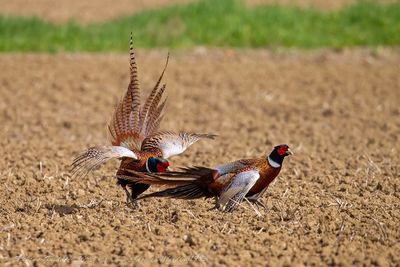 Fagiano maschio (Phasianus colchicus) - Common Pheasant