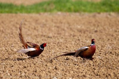 Fagiano maschio (Phasianus colchicus) - Common Pheasant