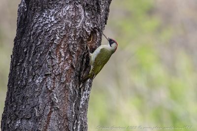 Picchio verde femmina (Picus viridis) - Eurasian Green Woodpecker