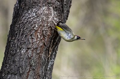 Picchio verde femmina (Picus viridis) - Eurasian Green Woodpecker