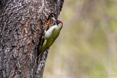 Picchio verde maschio (Picus viridis) - Eurasian Green Woodpecker