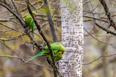 Parrocchetto dal collare (Psittacula krameri) - Rose-ringed Parakeet