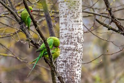 Parrocchetto dal collare (Psittacula krameri) - Rose-ringed Parakeet