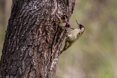Picchio verde (Picus viridis) - Eurasian Green Woodpecker