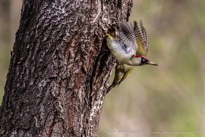 Picchio verde (Picus viridis) - Eurasian Green Woodpecker