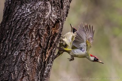 Picchio verde (Picus viridis) - Eurasian Green Woodpecker