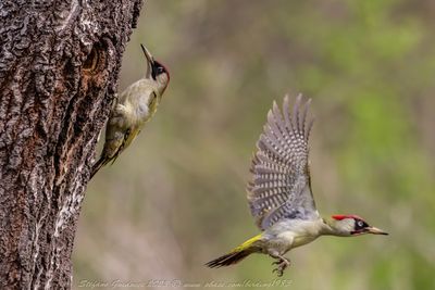 Picchio verde (Picus viridis) - Eurasian Green Woodpecker