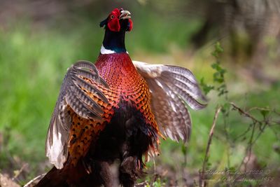 Fagiano maschio (Phasianus colchicus) - Common Pheasant