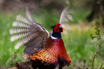 Fagiano maschio (Phasianus colchicus) - Common Pheasant